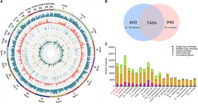 Genomic Analyses Provide Insights Into the Evolutionary History and Genetic Diversity of Auricularia Species